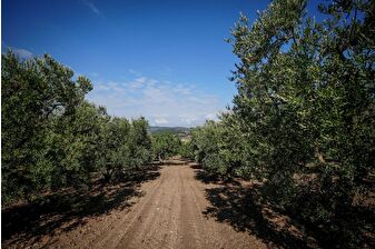 Kuraklık ve azalan yağış nedeniyle meyve ve sebzede verim kaybı yaşanıyor