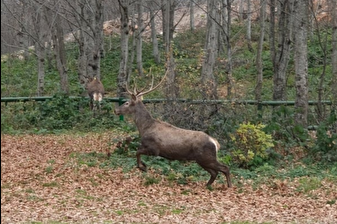 Kocaeli'de sekiz kızıl geyik doğal yaşam alanlarına salındı