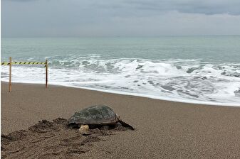 Yaralı Caretta caretta tedavisinin ardından denize bırakıldı