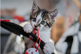 Araştırmaya göre, kedilerin insanlarla ilişkisinin sanılandan daha geç başladığına işaret ediyor