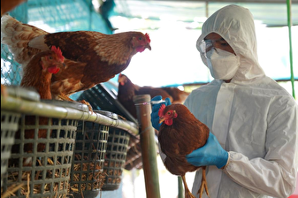 Uzmanlara göre kuş gribi mutasyona uğrarsa COVID-19'dan daha ağır bir pandemiye yol açabilir