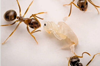 Hastalığa yakalanan genç karıncaların işçi karıncalara ‘beni yok et’ sinyali gönderdiği keşfedildi