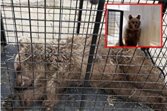 Vurulan ayı yavrusu Umut'tan çıkarılan mermi failin bulunması için incelenecek