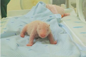 Endonezya Hayvanat Bahçesi, ülkede doğan ilk dev panda yavrusunun fotoğraflarını yayınladı