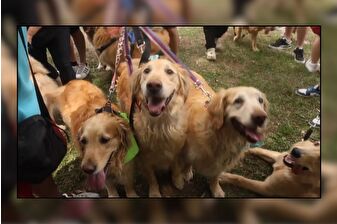 Buenos Aires’te yüzlerce Golden retriever cinsi köpek, rekor için bir araya getirildi