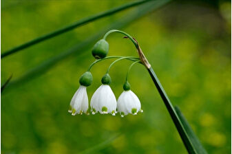 Bu çiçekleri ihraç etmek yasak, ihracatı yasak ve kotaya tabi doğal çiçek soğanları belirlendi