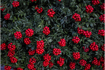 Yeni yıla sayılı günler kala 50 milyon TL’lik kokina bereketi