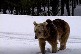 Kars'ta birçok bozayı kar yağışı sonrası kış uykusuna yattı