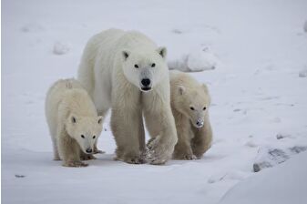 Kanada'da dişi kutup ayısı, nadir görülen şekilde yabancı yavruyu sahiplendi