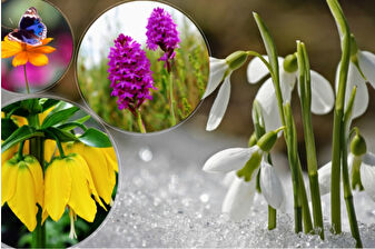 Endemik türleri hedef alan biyokaçakçılığa karşı 81 ilde izleme ve takip ağı kuruldu