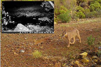 Muğla’da yaban hayatını tehdit eden kaçak avcılara son 3 yılda yaklaşık 2 milyon TL ceza kesildi