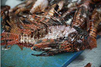 Bilim insanları, Akdeniz’de hızla yayılan istilacı aslan balığının ekosistem için tehdit oluşturduğunu söylüyor