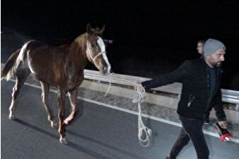 Malatya'da milyonluk safkan yarış tayları çiftlikten kaçtı, karayoluna çıkan taylardan 8'i öldü, bazıları kayıp
