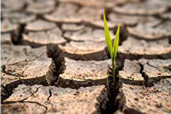 Zirai donun faturası ortaya çıkt, meyve üretiminde tarihi düşüş