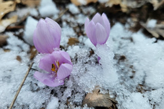 Baharın müjdecisi kar çiçekleri açtı