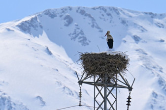 Baharın müjdecisi leyleğe kar sürprizi