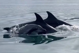 Fethiye Körfezi’nde sabah antrenmanı yapan sporculara iki yunuslar eşlik etti