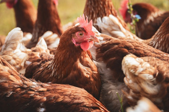 40 yıllık tavuk markası icradan satılık