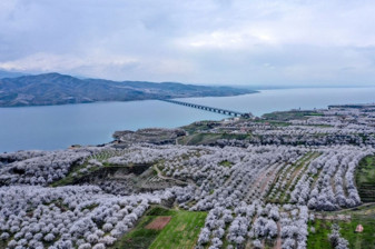 Kayısı bahçeleri çiçek açtı