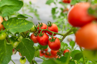 Domates ucuz, lojistik pahalı