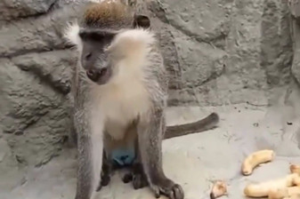 Denizli'de barınağın fırtınada hasar görmesiyle firar eden maymun, ikinci kez yakalanıp koruma altına alındı