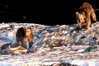 Kars'ta bozayılar kış uykusundan uyanmaya başladı