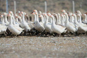 Kars'ta kaz varlığının artırılması için 1500 yumurta kuluçkaya alındı