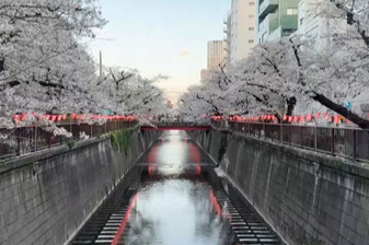 Japonya'da sakuralar fenerlerle süslendi