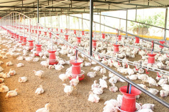 Tavuk eti üretimi şubatta yıllık bazda yüzde 4,4 arttı, aylık bazda ise azaldı