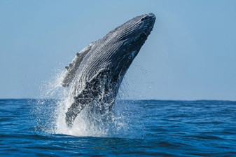 Küresel ısınma gri balina göçünü değiştirdi San Francisco Körfezi ölüm tuzağına dönüştü