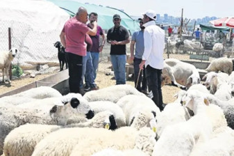 Kurban Bayramı yaklaşırken büyükbaş kurbanlık fiyatları 700 bin TL’ye kadar çıktı, ortalama 300 bin TL seviyesine ulaştı
