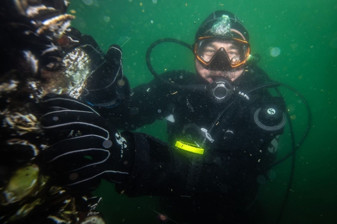 Akdeniz’de yok olma tehlikesinde olan pinalar Marmara’da yeniden çoğalıyor