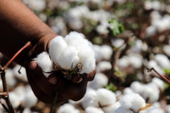 İran savaşıyla yükselen petrol fiyatları sentetik lif maliyetlerini artırınca, pamuk yeniden cazip hale geldi
