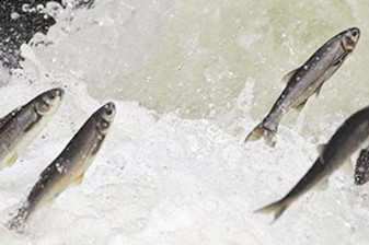 Van Gölü’nde inci kefali göçü öncesi dere yataklarında temizlik yapıldı