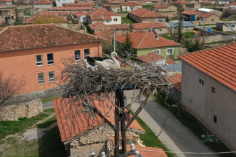 Köylerine 7 yıldır gelen leylekler ‘Garip’ ve ‘Gurbet’i kamerayla takip ediyorlar