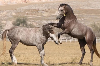 Şampiyon aygırların taylarının satış tarihleri belirlendi