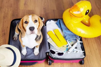 Evcil hayvan sahiplerinin tatil tercihleri turizmde yeni 'pati dostu' ekonomi dönemini başlatıyor