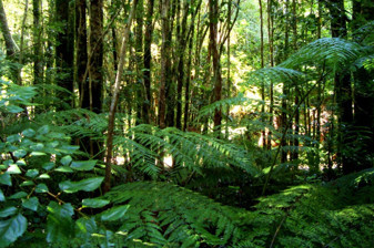 Tropikal ormanlarda kayıp raporu çıktı, 2025 yılında yüzde 36 düştü