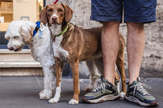İtalya Livorno'da köpek idrarını temizlemeyene para cezası