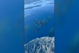 Yunusların jet skiye eşlik eden dansları görüntülendi
