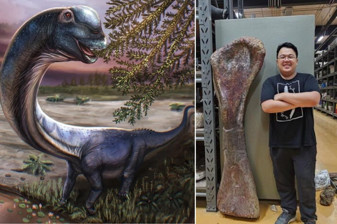 Tayland'da 'Nagatitan chaiyaphumensis' adı verilen yeni bir dinozor türüne ait kalıntılar bulundu