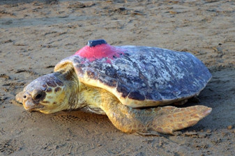 Caretta caretta 'Tuba' Bodrum'u çok sevdi