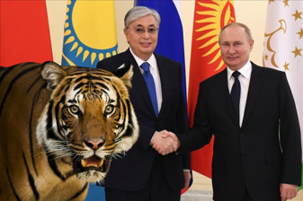 Rusya Devlet Başkanı Vladimir Putin, Kazakistan ziyareti öncesinde Amur Kaplanı hediye etti