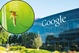 Google, hastalık taşıyan sivrisinek popülasyonunu azaltmak için 32 milyon özel işlem görmüş sivrisinek salmayı planlıyor