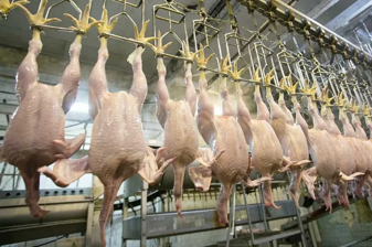 Beyaz etin patronlarına şafak baskını; 13 şirkete denetim kayyımı atandı