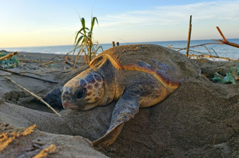 Belek Sahili'nde caretta carettanın yumurtlama anı görüntülendi