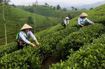 Vietnam'ın saklı cenneti: Long Coc çay tepeleri