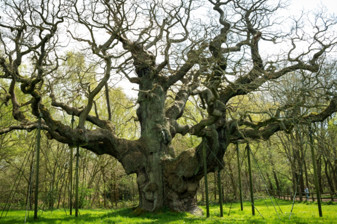 Robin Hood ile ünlenen asırlık büyük meşe Major Oak öldü
