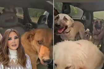 Seren Serengil, Fethiye'de alevlerin tehdit ettiği evde mahsur kalan köpekleri kurtardı