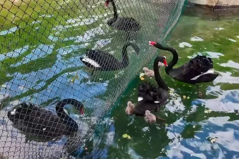 Ankara'daki Kuğulupark'ta dört kuğu doğdu